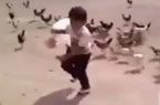 爆笑男童喂雞被追趕