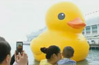 香港全城掀“追鴨風(fēng)”