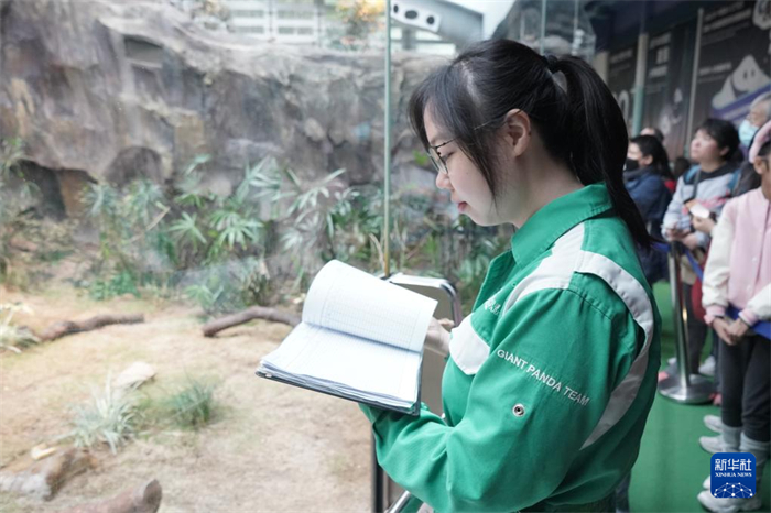 香港海洋公園動(dòng)物部護(hù)理專員劉思穎在賽馬會(huì)四川奇珍館內(nèi)記錄大熊貓的狀況（2025年1月16日攝）。新華社記者 褚萌萌 攝