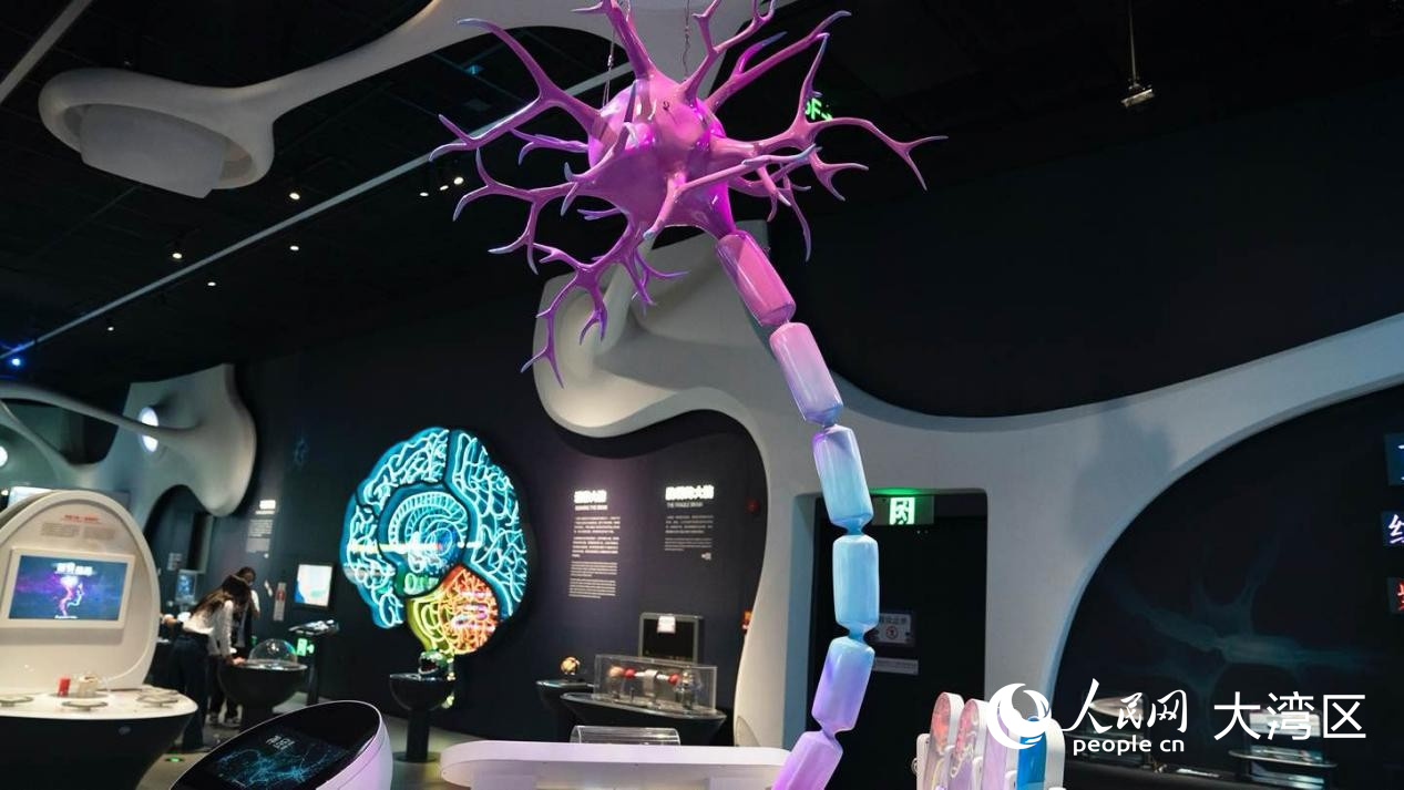 巨大的神經(jīng)元模型。 人民網(wǎng) 俄布拉依攝