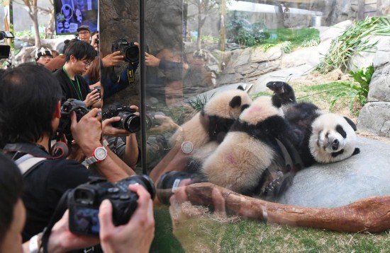   3月21日，在香港海洋公園，“港產(chǎn)”大熊貓龍鳳胎寶寶趴在媽媽“盈盈”懷中吃奶。新華社記者 陳鐸 攝