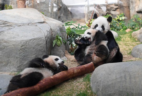   3月21日，在香港海洋公園，大熊貓“盈盈”和龍鳳胎寶寶在一起。新華社記者 陳鐸 攝