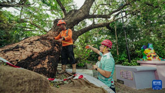 9月29日，中國建筑社區(qū)應(yīng)急義工隊(duì)的工人對大葉合歡古樹展開扶正工作。新華社發(fā)