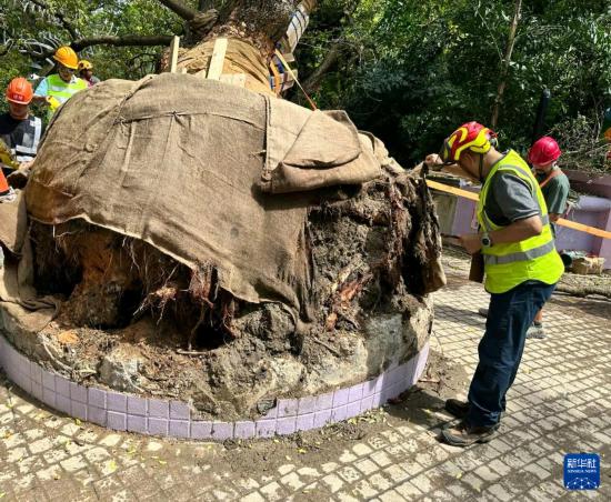9月30日，中國建筑社區(qū)應(yīng)急義工隊(duì)的工人對大葉合歡古樹展開扶正工作。新華社發(fā)
