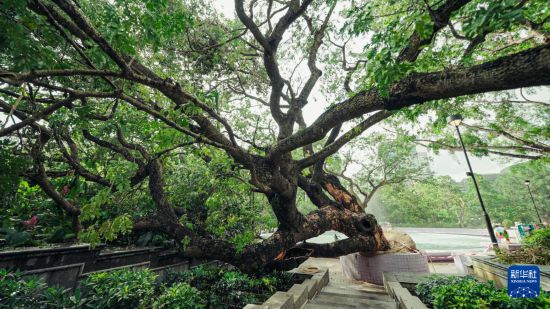這是9月29日在香港九龍公園拍攝的被超強(qiáng)臺風(fēng)“樺加沙”刮倒的大葉合歡古樹。新華社發(fā)