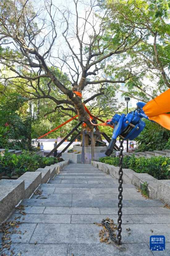 這是10月14日在香港九龍公園拍攝的大葉合歡古樹。新華社記者 陳鐸 攝