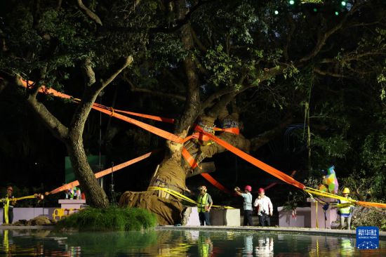 9月30日，中國建筑社區(qū)應(yīng)急義工隊(duì)的工人對大葉合歡古樹展開扶正工作。新華社發(fā)