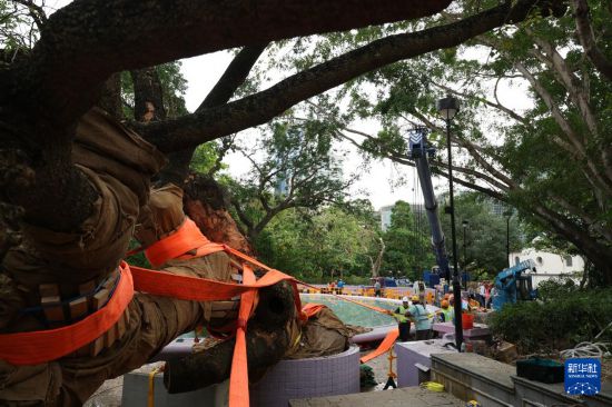 9月30日，中國建筑社區(qū)應(yīng)急義工隊(duì)的工人對大葉合歡古樹展開扶正工作。新華社發(fā)